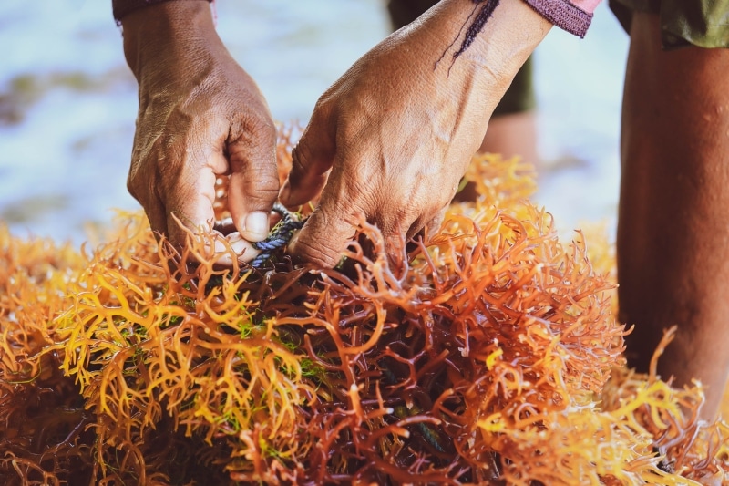 SEAWEEDS03