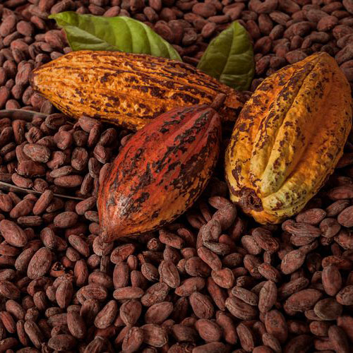 cocoa fruit01